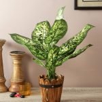 Polyester and Plastic Decorative Artificial Dieffenbachia Bush (15 cm x 15 cm x 52 cm, Dark Green)