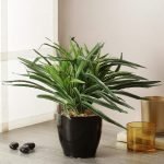 Artificial Dracaena Bonsai 27 cmTall  in a Glazed Ceramic vase(Green and White)