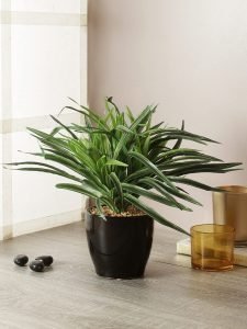 Artificial Dracaena Bonsai 27 cmTall  in a Glazed Ceramic vase(Green and White)